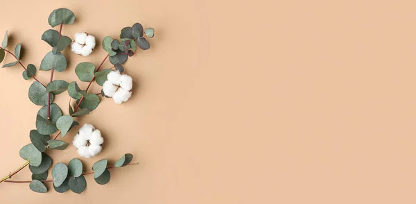 Okaliptüs Dallı Güzel Pamuk Çiçekleri Bej Arkaplanda Metin Için Yer — Stok fotoğraf