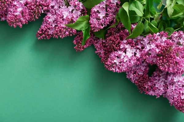 Hermosas Flores Lila Sobre Fondo Verde Oscuro — Foto de Stock
