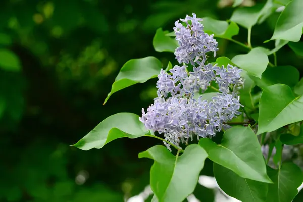 Vackra Violetta Lila Blommor Utomhus — Stockfoto