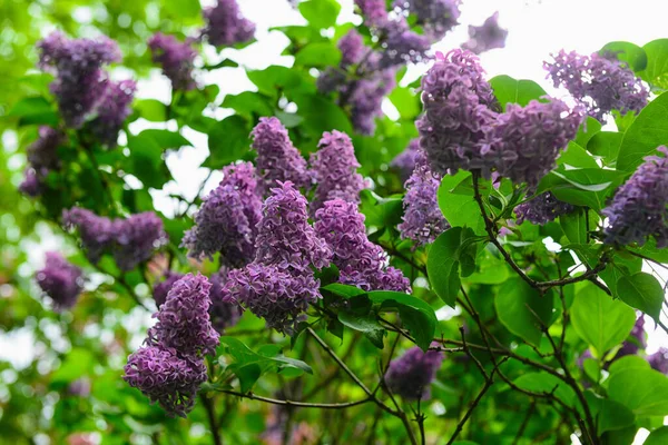 Vackra Violetta Lila Blommor Utomhus — Stockfoto