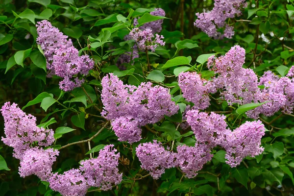 Vackra Violetta Lila Blommor Utomhus — Stockfoto