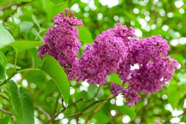 Vacker Violett Syrenträd Utomhus Närbild — Stockfoto