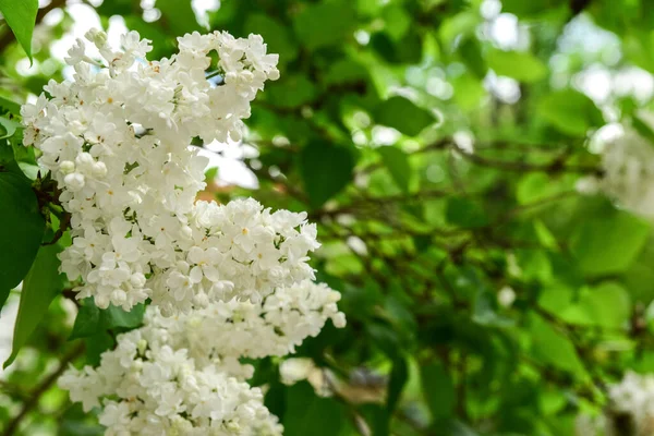 Beautiful White Lilac Flowers Spring Day Closeup — Stock Photo, Image