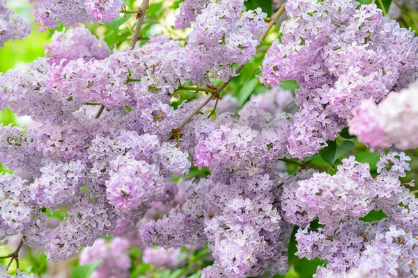 Фиолетово Лиловые Цветы Открытом Воздухе — стоковое фото