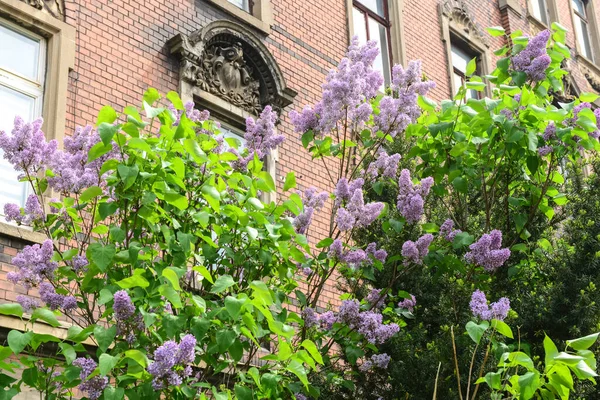 Beautiful lilac tree near building on spring day