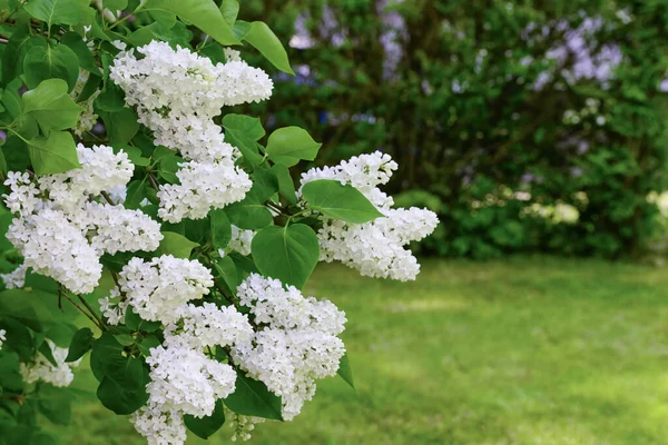 Mooie Witte Lila Bloemen Lente Dag — Stockfoto