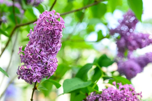 Vackra Violetta Lila Blommor Suddig Bakgrund Närbild — Stockfoto