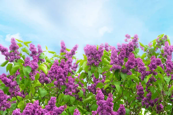 Beautiful Lilac Tree Blue Sky Background — Stock Photo, Image