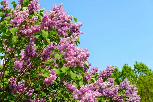 Beautiful Violet Lilac Flowers Blue Sky Background — Stock Photo, Image
