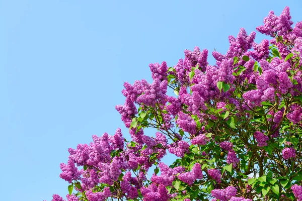 Beautiful Violet Lilac Flowers Blue Sky Background — Stock Photo, Image