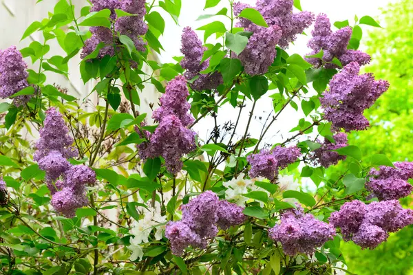 Beautiful Lilac Tree Spring Day — Stock Photo, Image