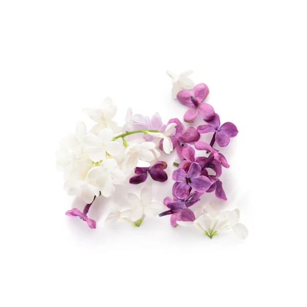 Different Beautiful Lilac Flowers White Background — Stock Photo, Image