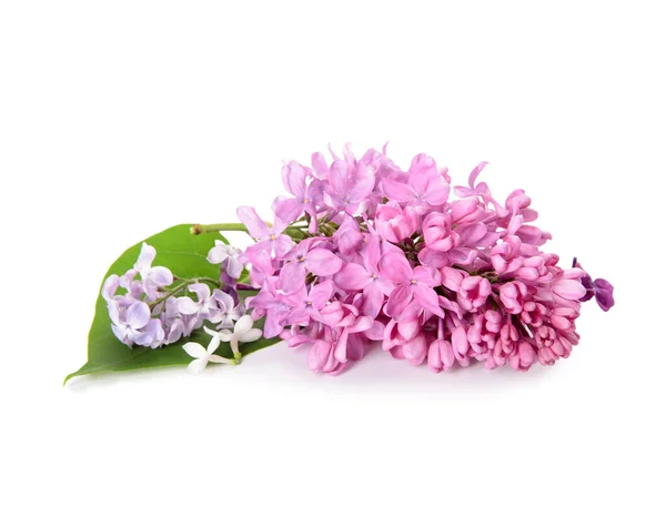 Branch Beautiful Lilac Flowers Leaf White Background — Stock Photo, Image
