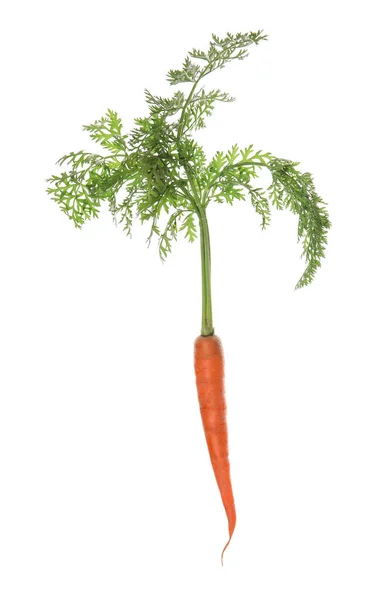 Fresh Carrot Leaves Isolated White Background — Stock Photo, Image
