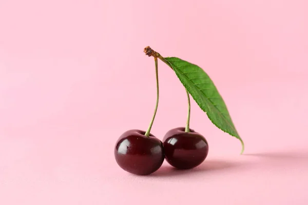 Sweet Cherries Leaf Pink Background — Stock Photo, Image
