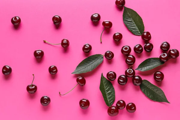Many Sweet Cherries Leaves Pink Background — Stock Photo, Image