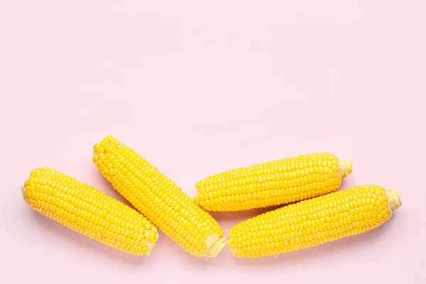 Fresh Corn Cobs Pink Background — Stock Photo, Image