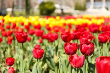 Güzel kırmızı laleler bahar günü, yakın plan.
