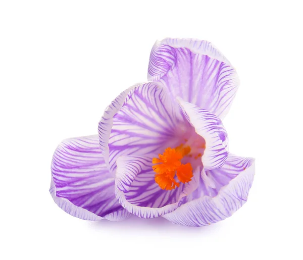 Beautiful Saffron Flower Isolated White Background — Stock Photo, Image