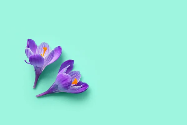 Krásné Šafrán Květiny Tyrkysovém Pozadí — Stock fotografie