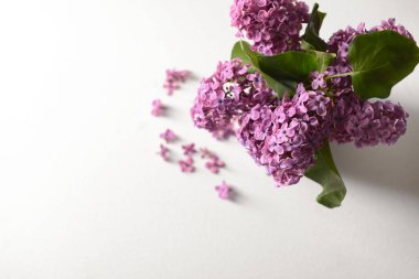 Beyaz arka planda güzel leylak çiçekleri.