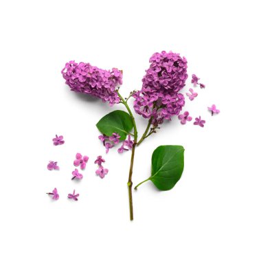 Beyaz arka plan üzerinde güzel Lila çiçek şube