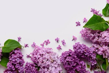 Beyaz arka planda güzel parlak leylak çiçekleri