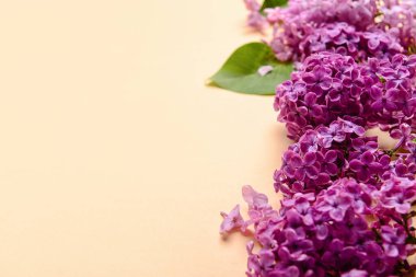 Bej arka planda güzel leylak çiçekleri, yakın plan