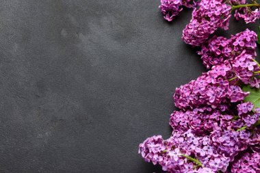 Koyu arkaplanda güzel parlak leylak çiçekleri