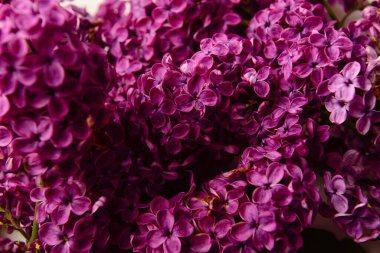 Arka plan olarak güzel parlak leylak çiçekleri, yakın plan