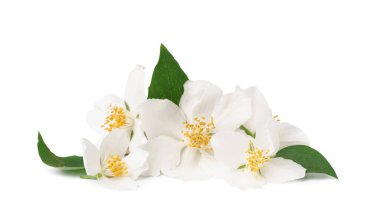 Beyaz arka planda yasemin dalı