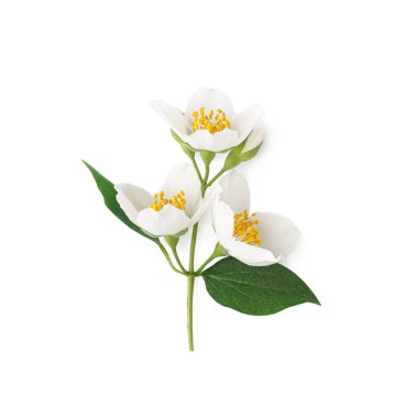 Beyaz arka planda yasemin dalı