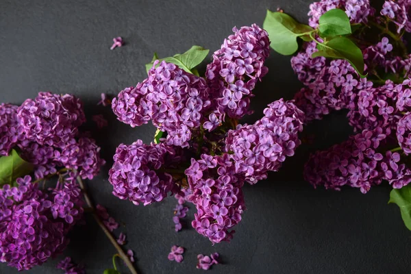 Beautiful Bright Lilac Flowers Dark Background — Stock Photo, Image
