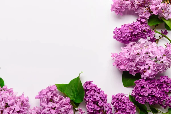 Hermosas Flores Color Lila Brillante Sobre Fondo Blanco — Foto de Stock