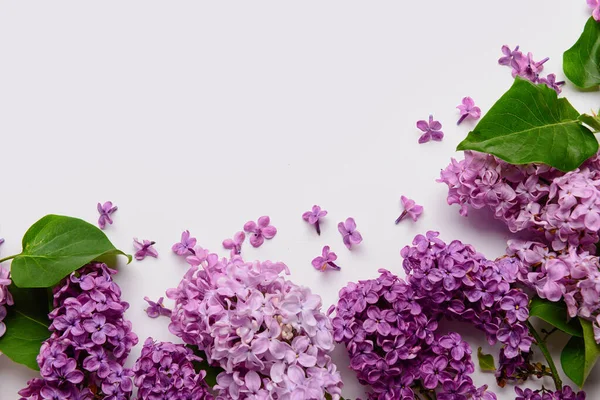 Beautiful Bright Lilac Flowers White Background — Stock Photo, Image