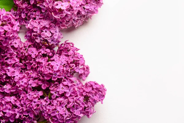 Beautiful Bright Lilac Flowers White Background — Stock Photo, Image