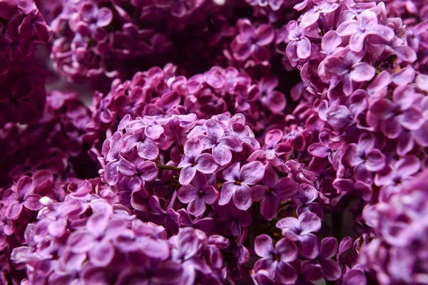 Beautiful Bright Lilac Flowers Background Closeup — Stock Photo, Image