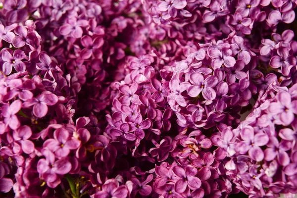Piękne Jasne Kwiaty Lilii Jako Tło Zbliżenie — Zdjęcie stockowe
