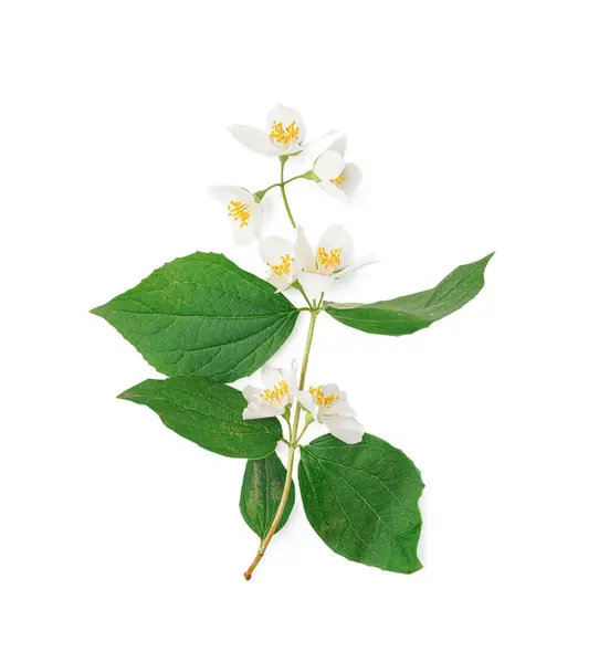 stock image Jasmine twig on white background