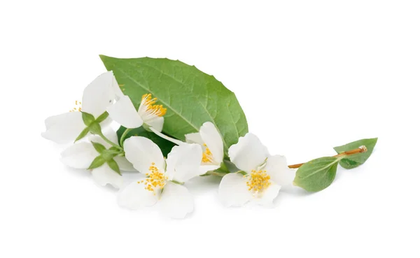 Stock image Jasmine twig on white background