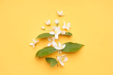 Taze yasemin çiçekleriyle kompozisyon ve renk arkaplanda yapraklar