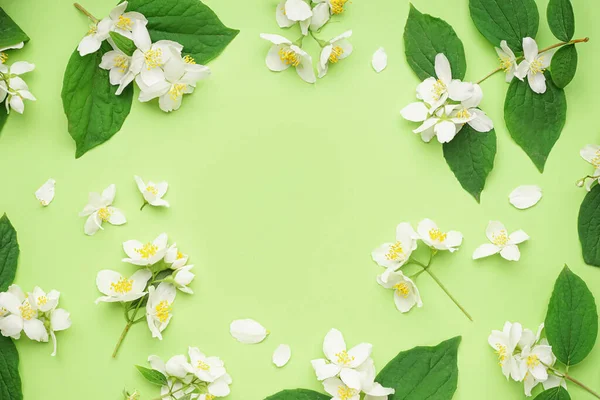 Frame Made Beautiful Jasmine Flowers Green Background Closeup — Stock Photo, Image