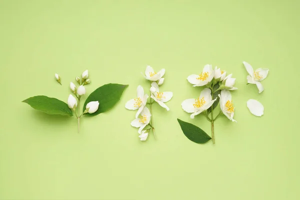 Komposition Mit Schönen Jasminblüten Und Blättern Auf Grünem Hintergrund — Stockfoto