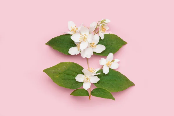 Blooming Jasmine Branch Pink Background — Stock Photo, Image