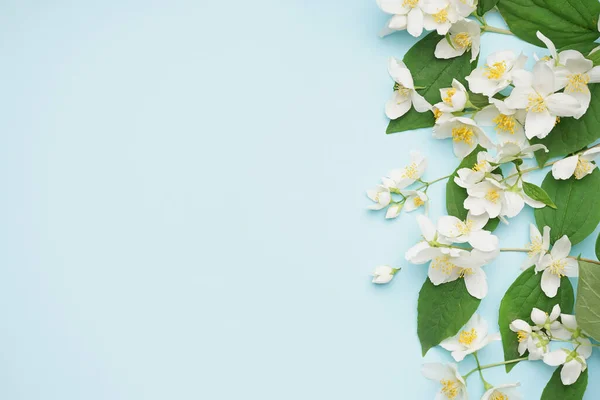 Fresh Jasmine Flowers Leaves Color Background — Stock Photo, Image