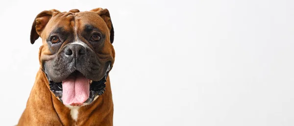 Roztomilý Boxer Pes Světlém Pozadí Prostorem Pro Text — Stock fotografie