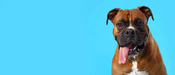 Açık Mavi Arkaplan Üzerinde Boksör Köpeği Metin Için Boşluk — Stok fotoğraf