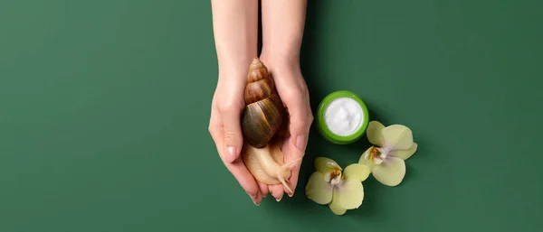 Female Hands Giant Achatina Snail Cosmetic Cream Green Background — Stock Photo, Image