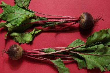 Kırmızı arka planda yaprakları olan taze pancar kökleri