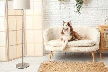 Oturma odasındaki kanepede yatan sevimli Husky köpeği.